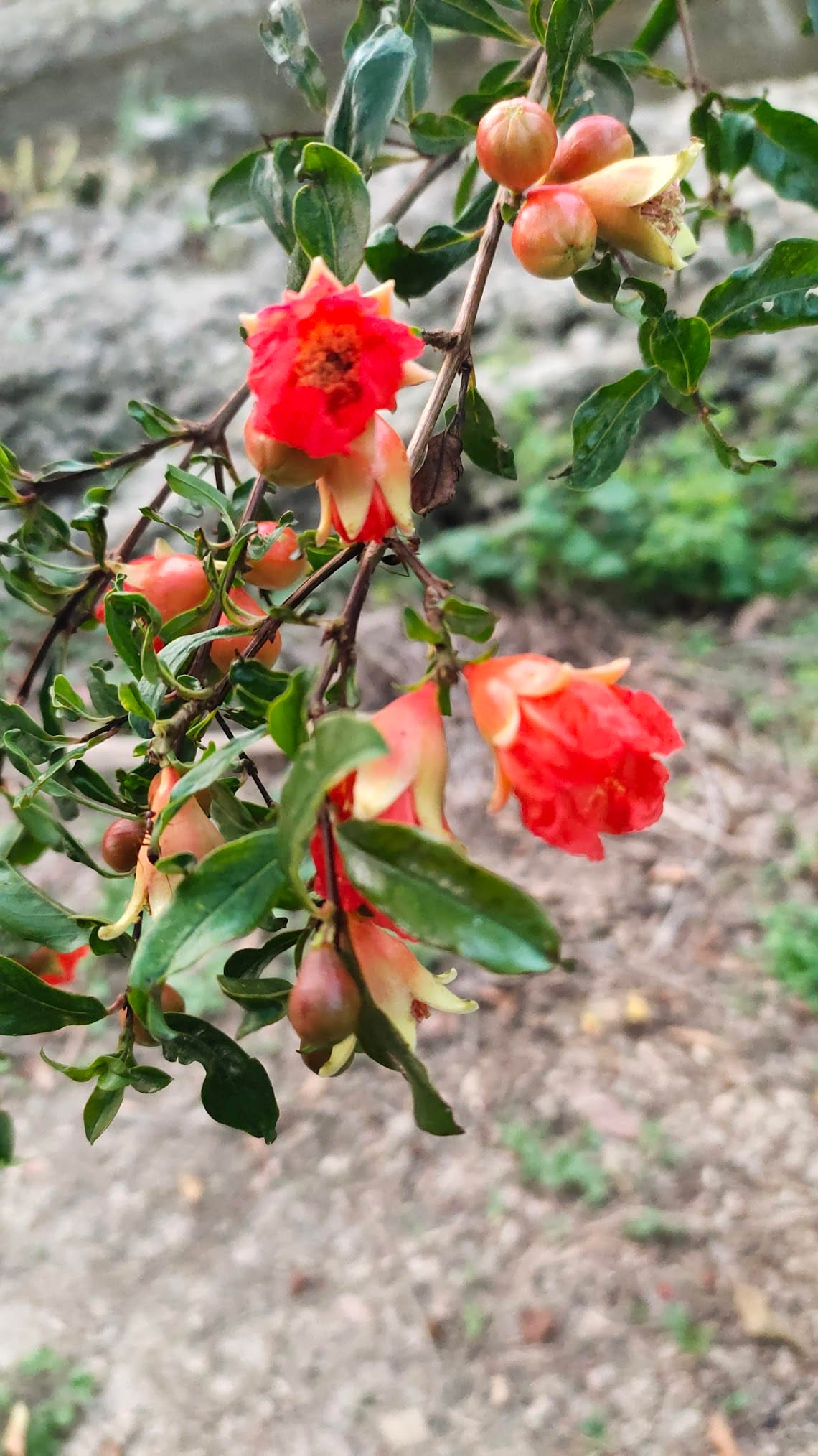 Pomegranate in North Texas