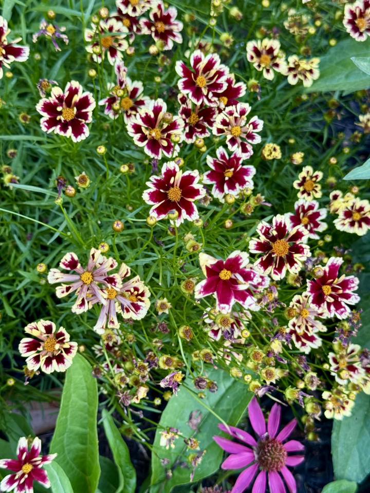 Ruby frost coreopsis