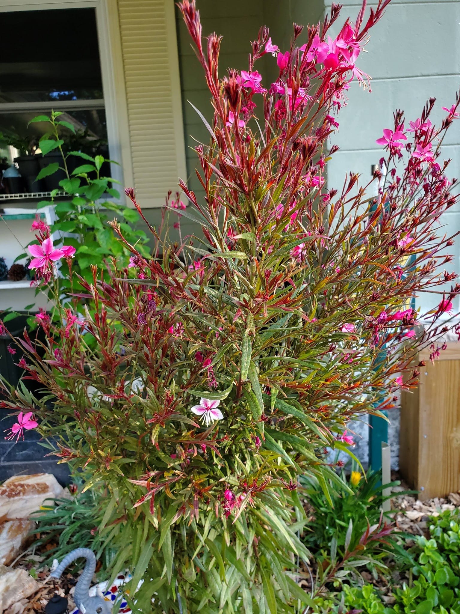 Spent flowers of Gaura