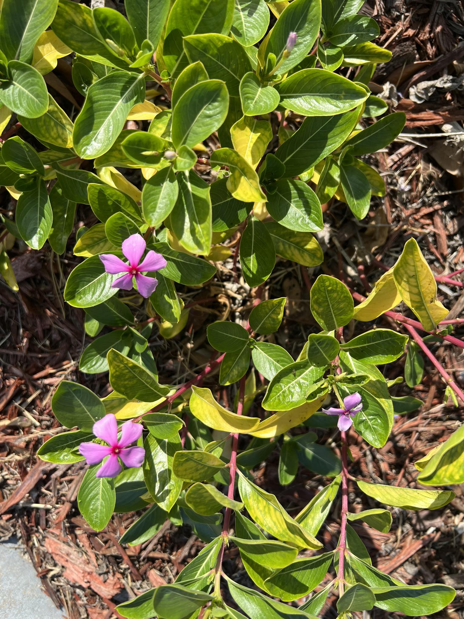 Vinca Leaves Turning Yellow