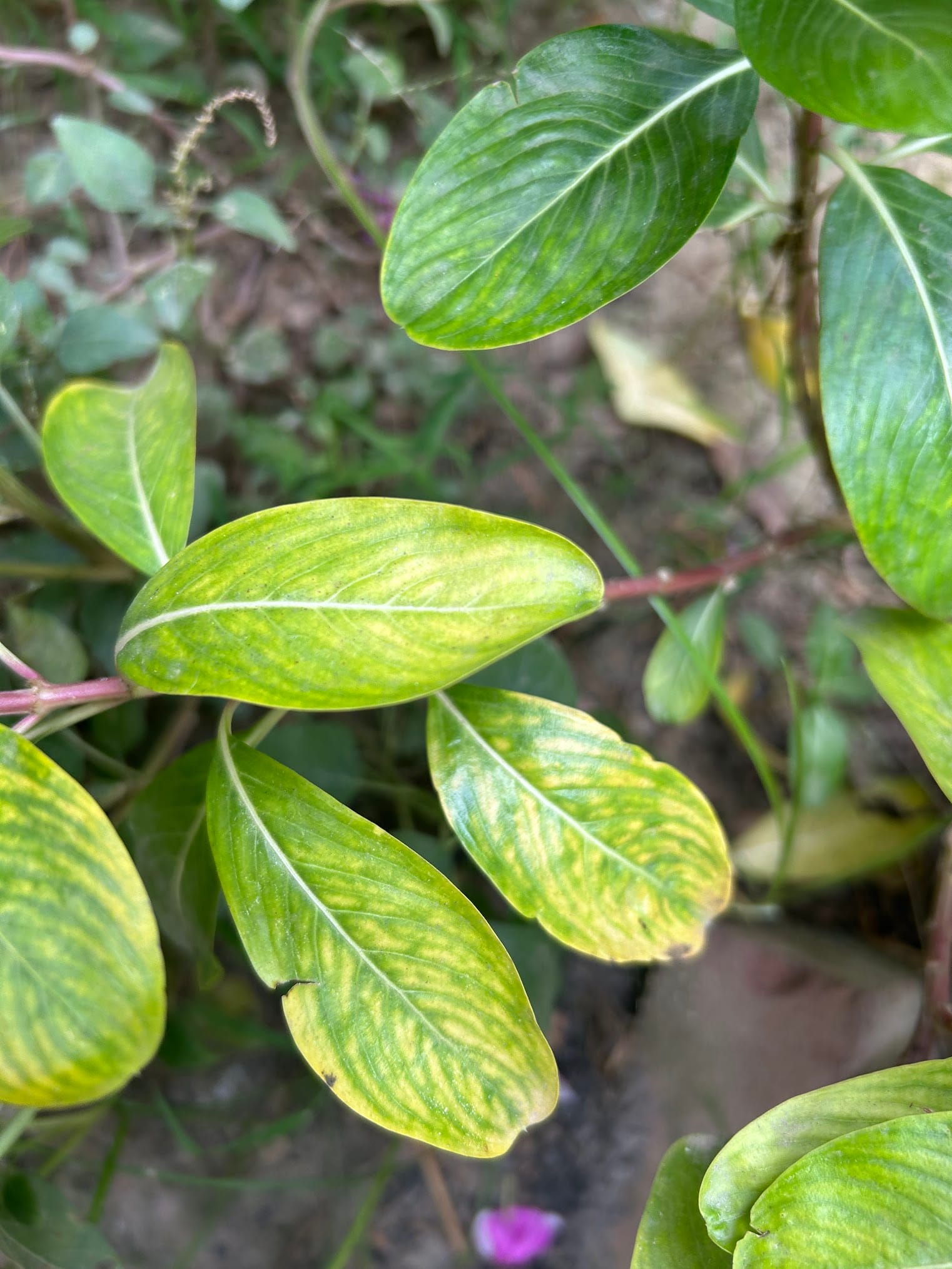 Vinca leaves yellowing due to lack of nitrogen