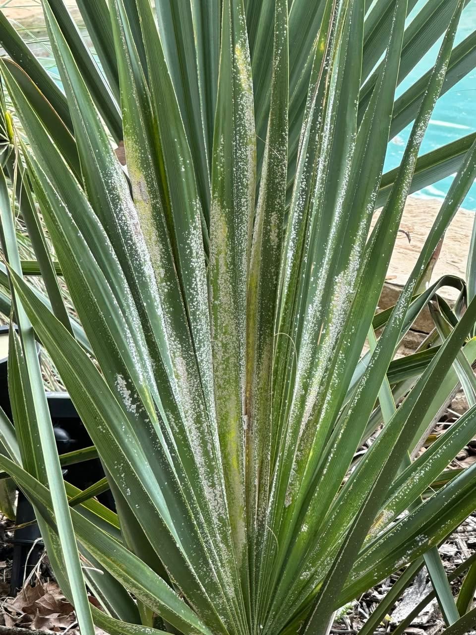 White scale on Palm fronds