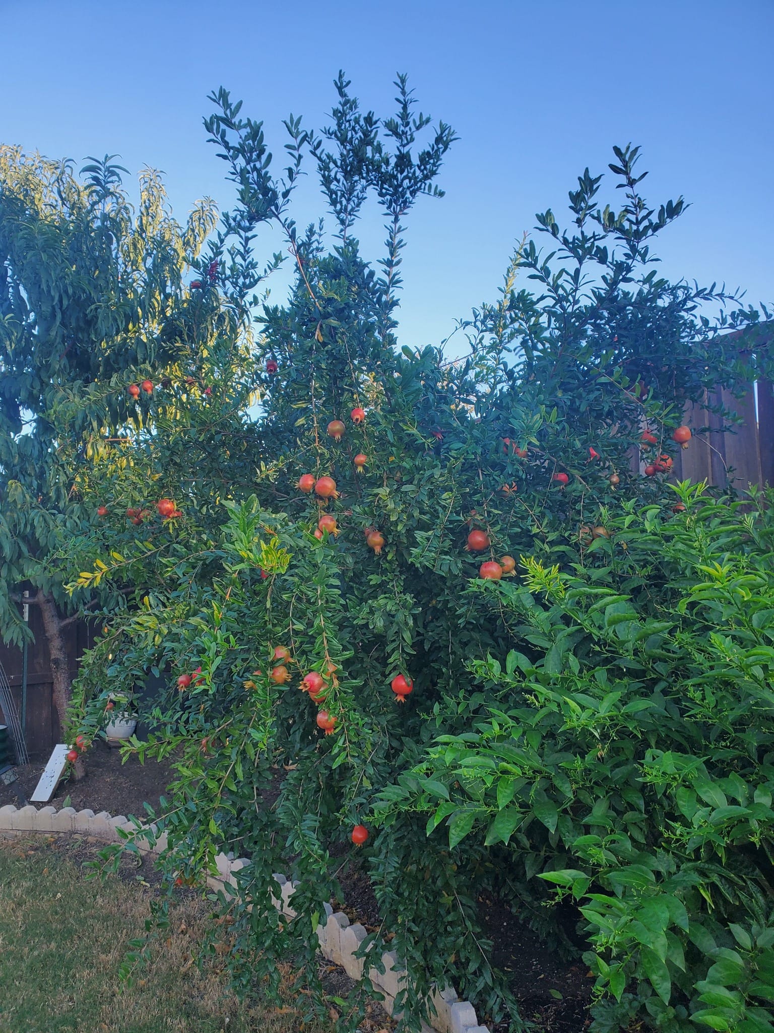 Wonderful Pomegranate tree