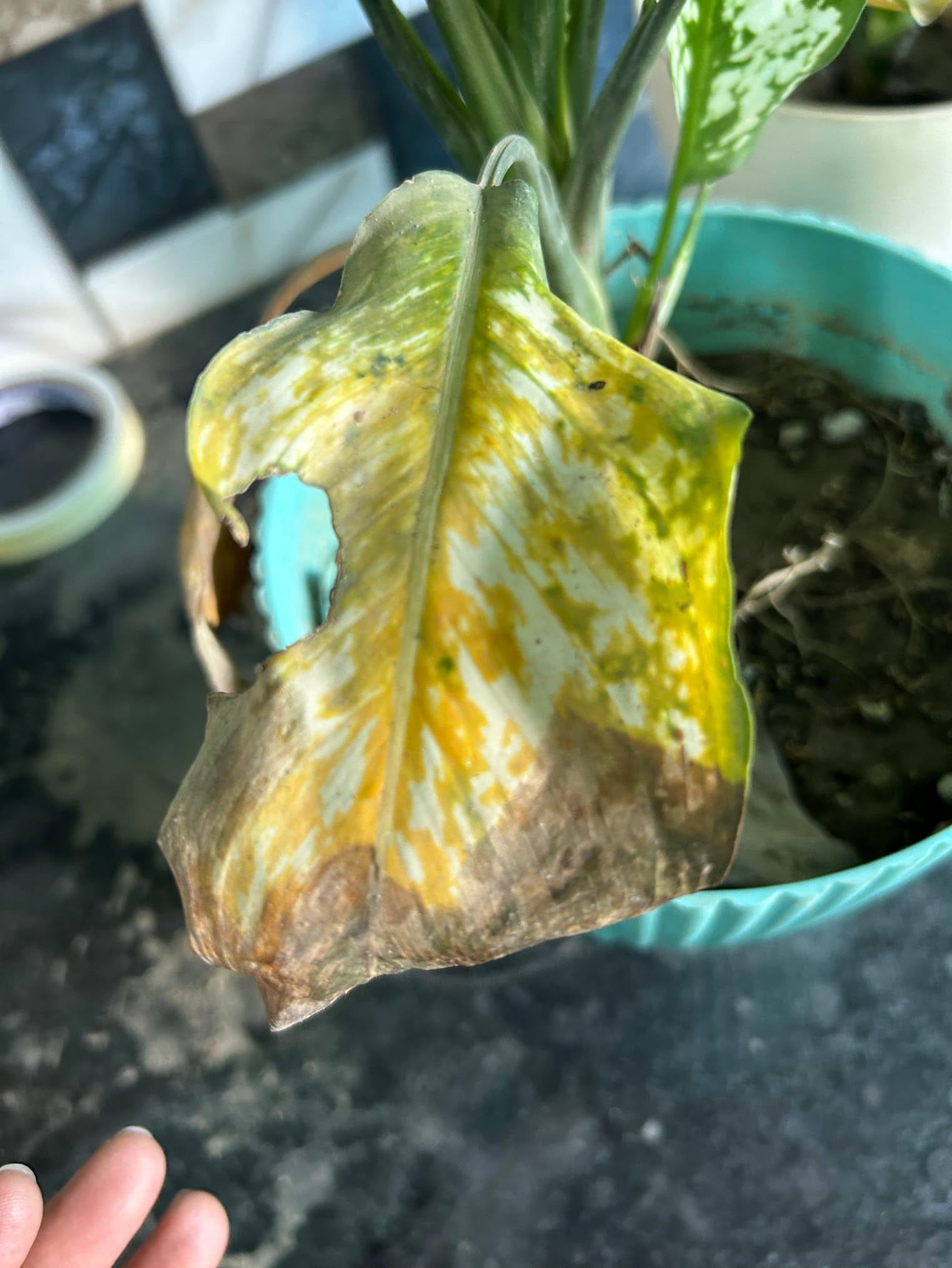 Chinese evergreen leaves turning yellow