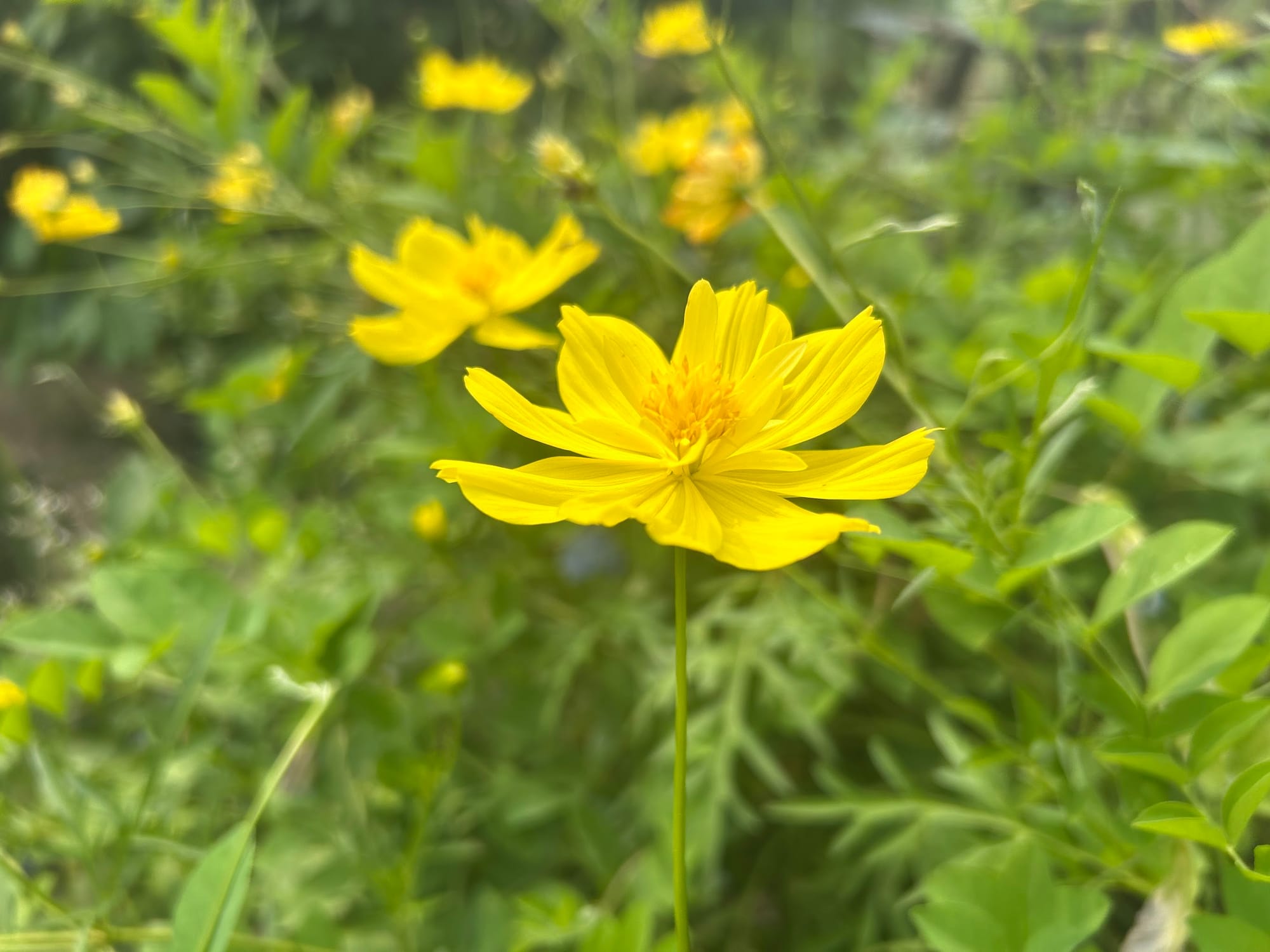 coreopsis in zone 8
