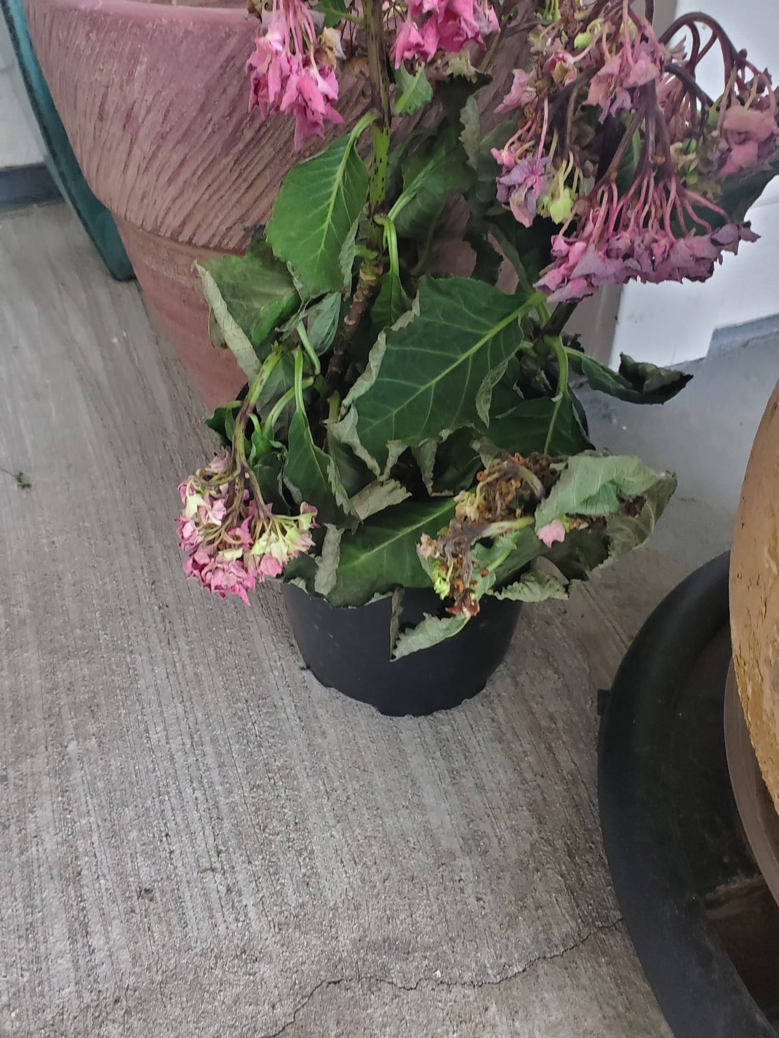 hydrangea leaves shriveling and curling