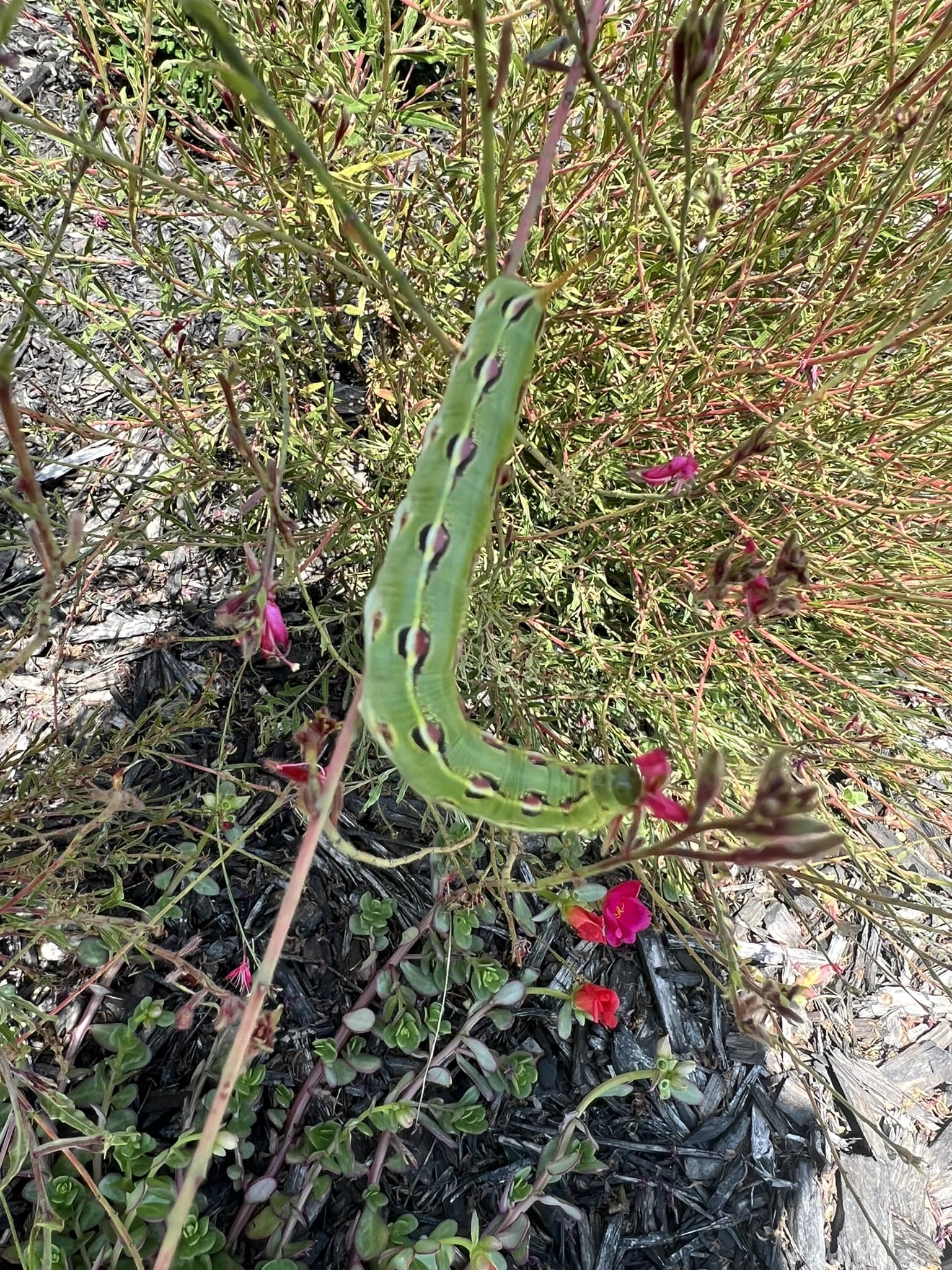 white lined sphinx moth caterpillar on Gaura plant