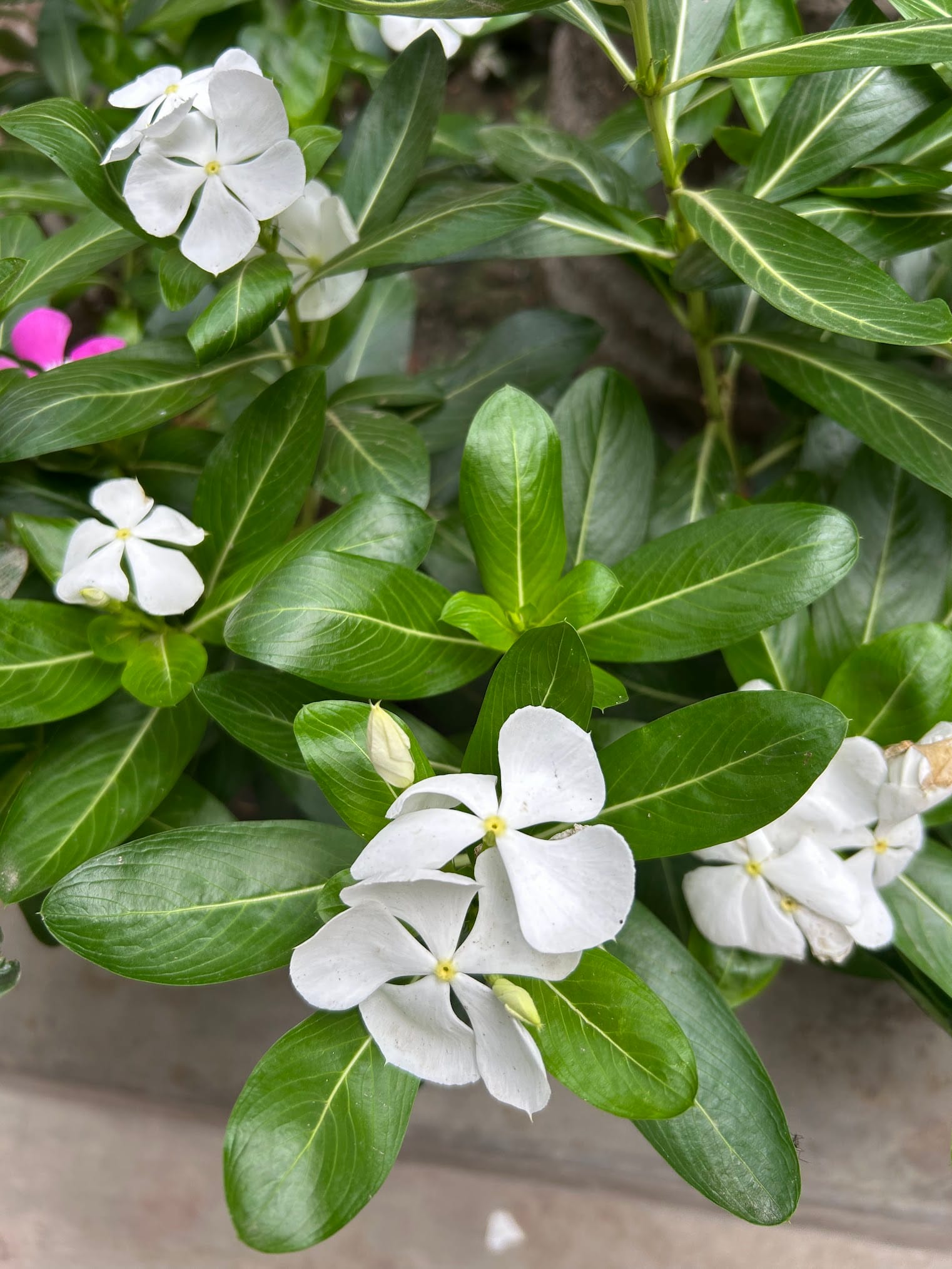 White vinca