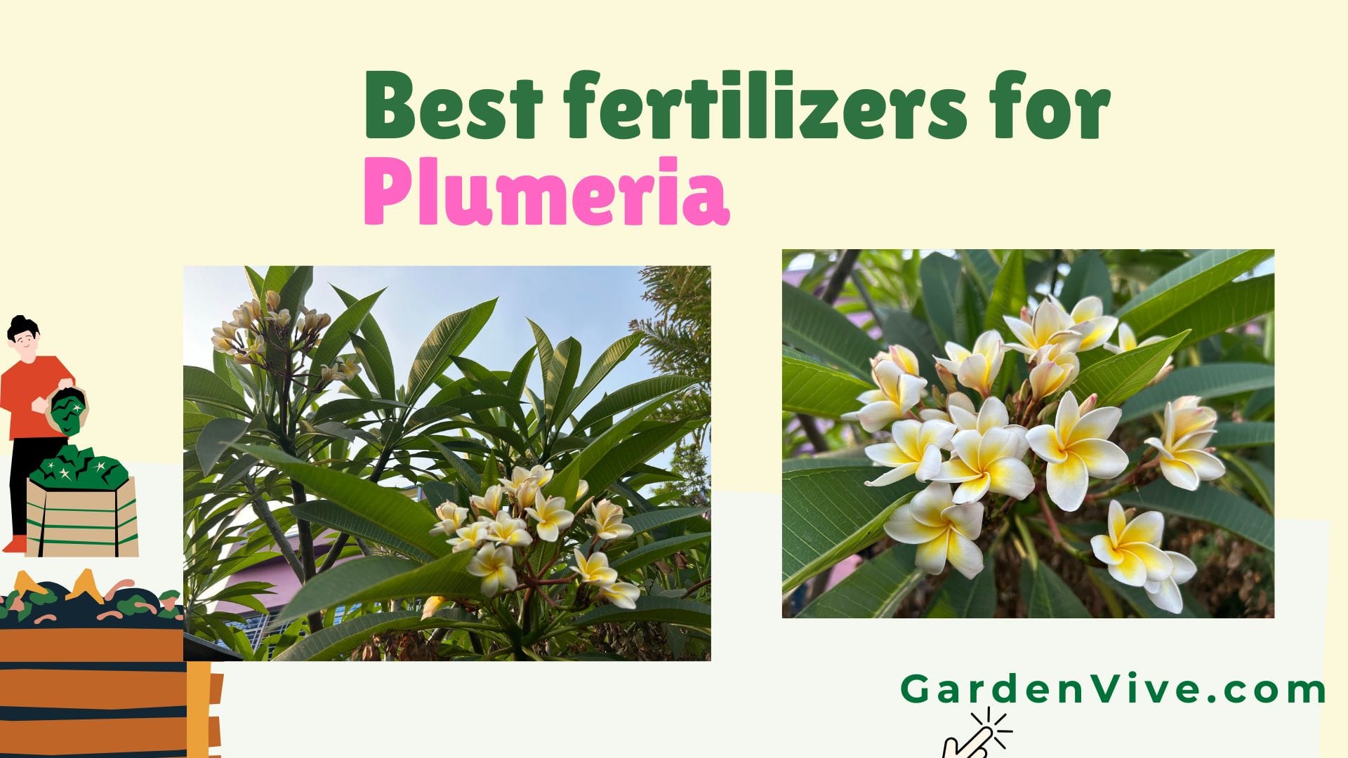 Best Fertilizer for Plumeria