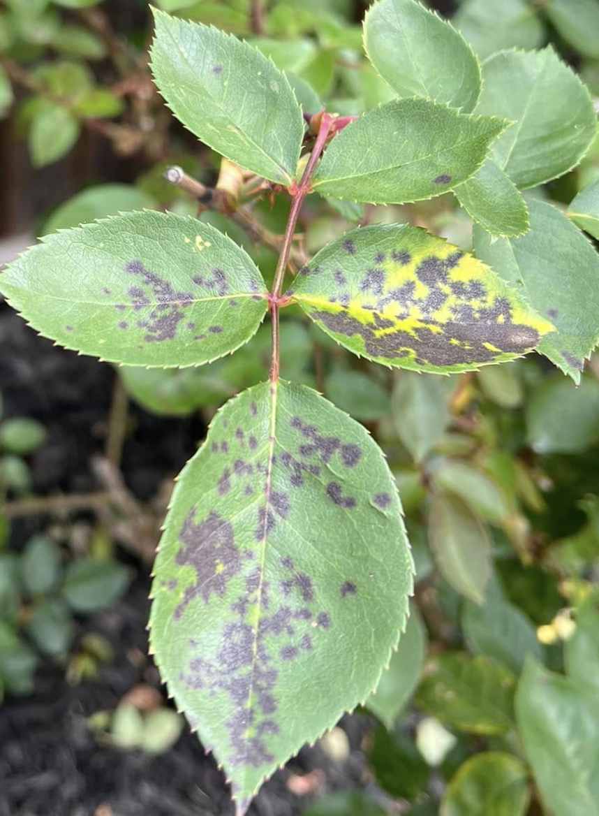 Rose leaf infected with black spot fungus