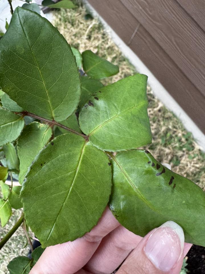 Black patches on rose leaves