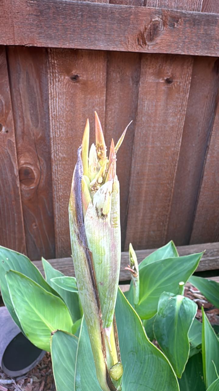 Canna lily buds dead before blooming