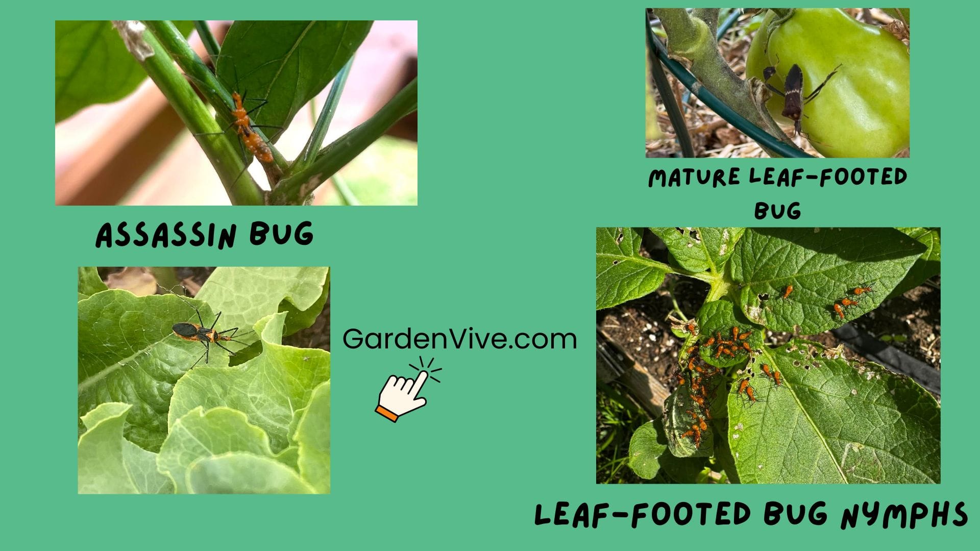 Leaf-footed bug vs assasin bug