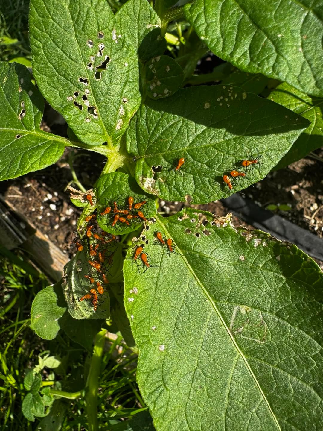 Leaf footed bug nymphs