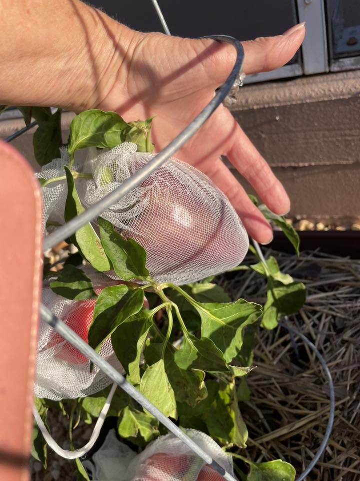 Mesh fabric to get rid of leaf footed bug