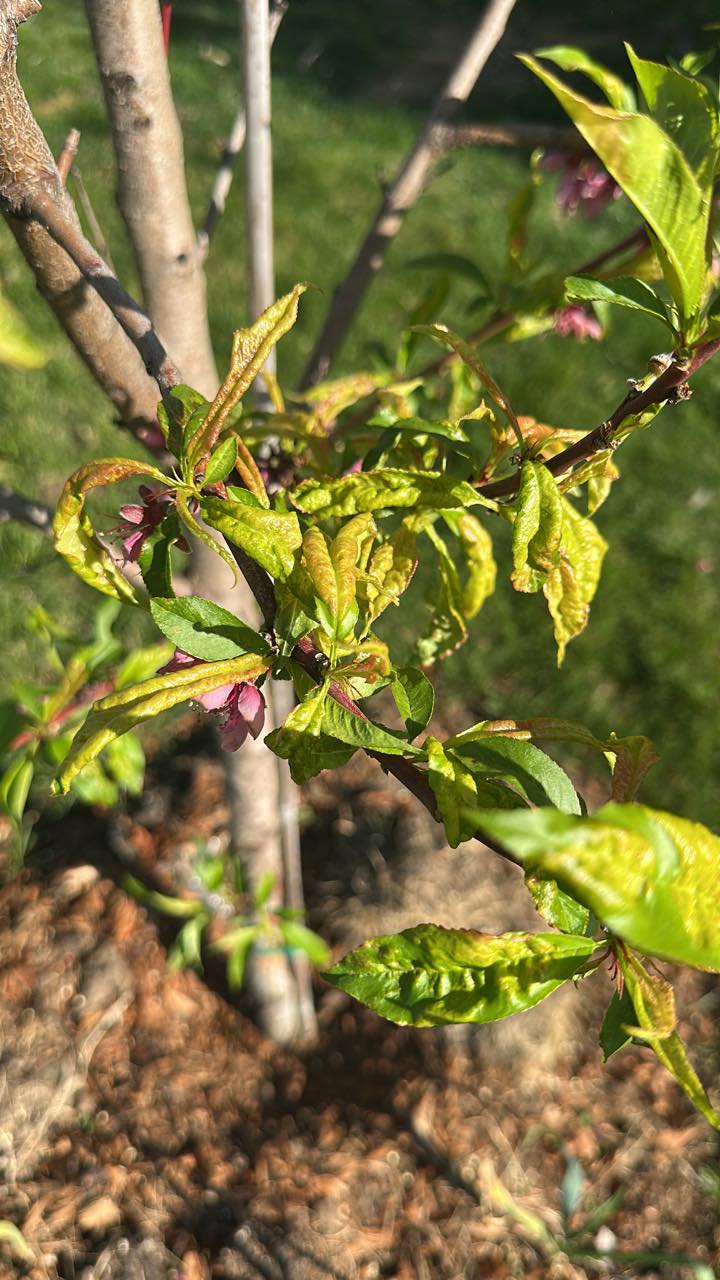 Peach leaves curling