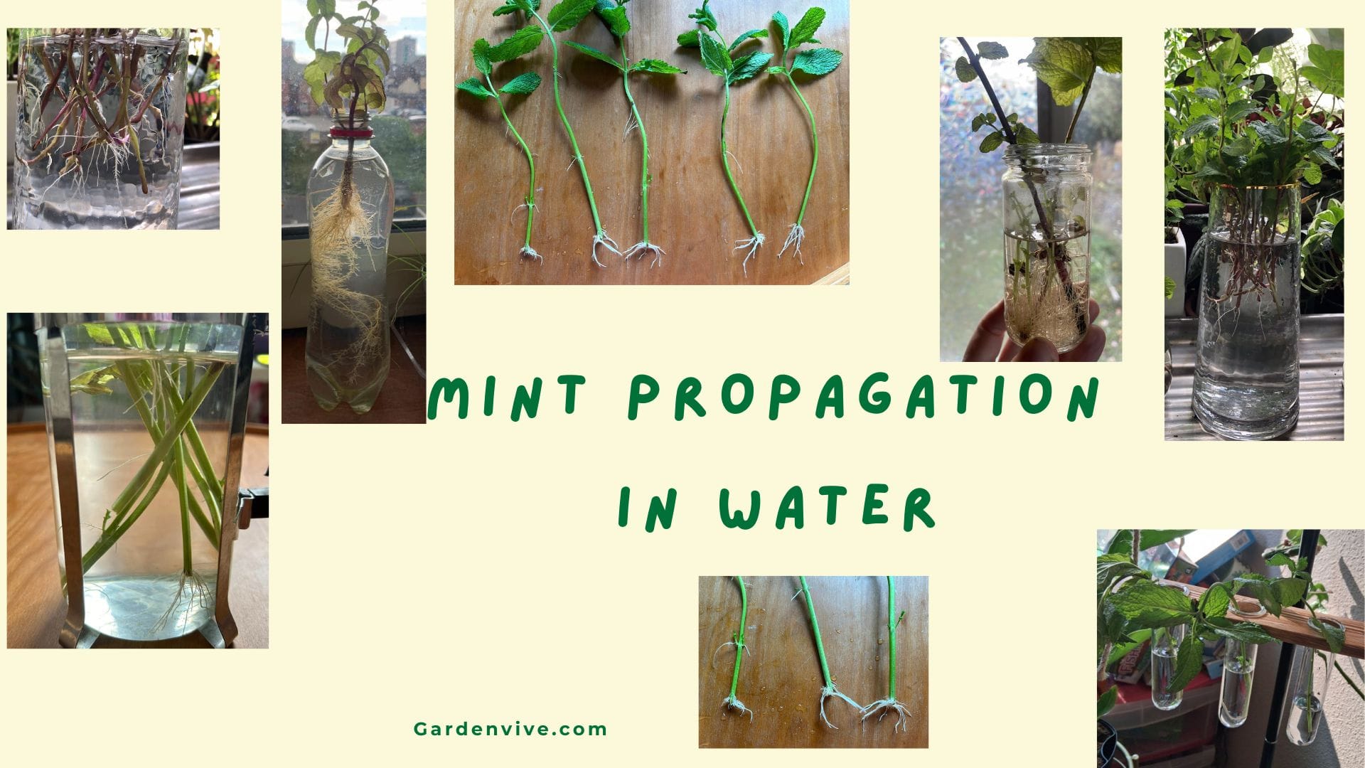 Propagation of Mint Cuttings in Water