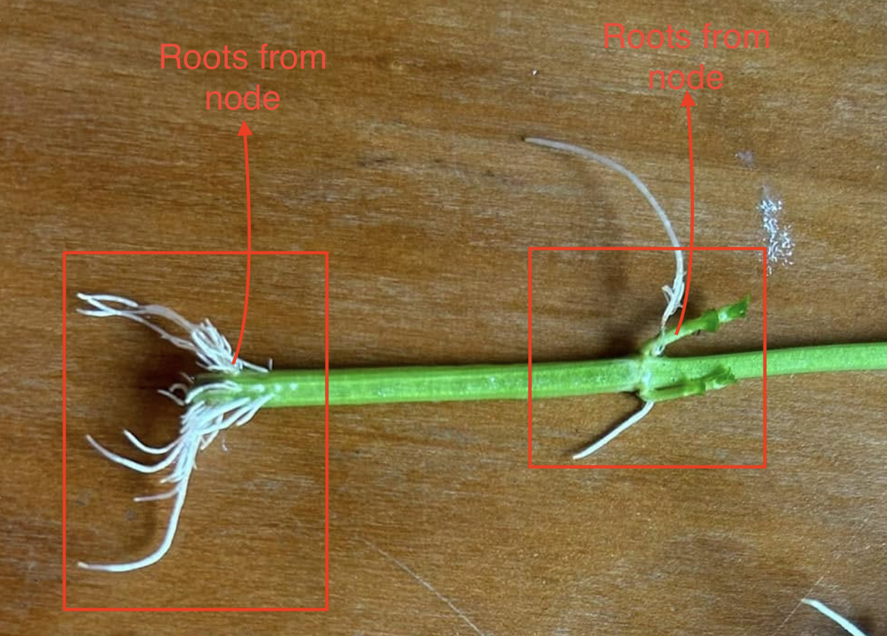 Mint roots growing from nodes