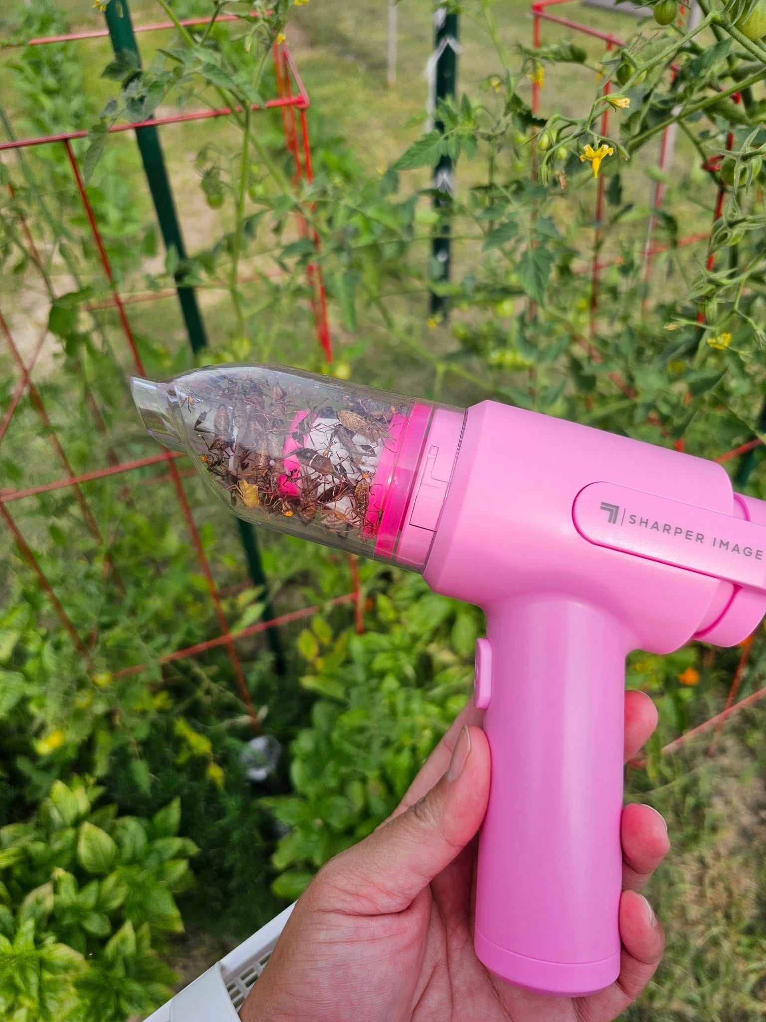 Using vacuum to get rid of leaf footed bug nymphs