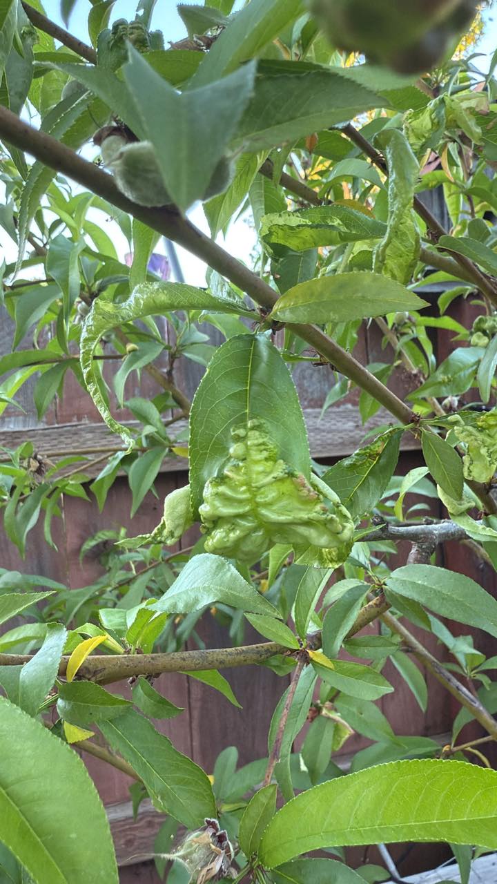 Wrinkled peach tree leaves