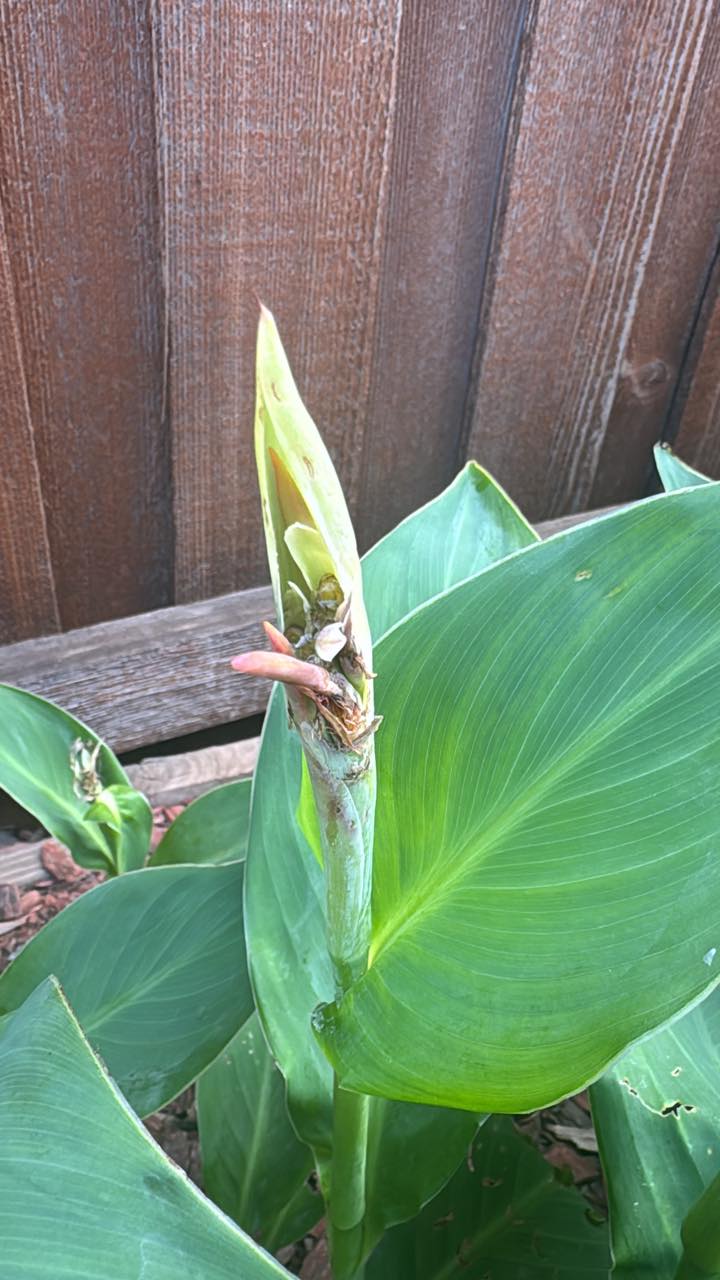Cana lily bud rot