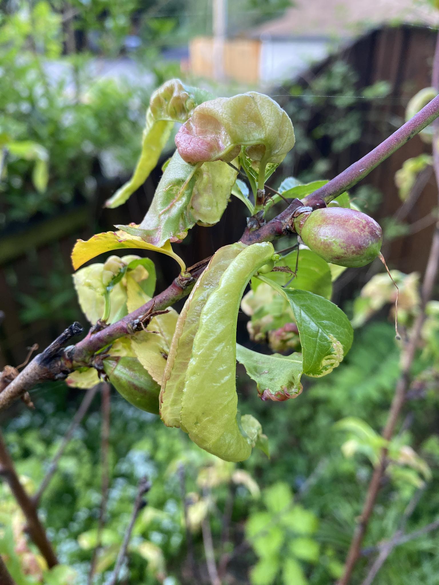 Curled Leaves on Peach Tree