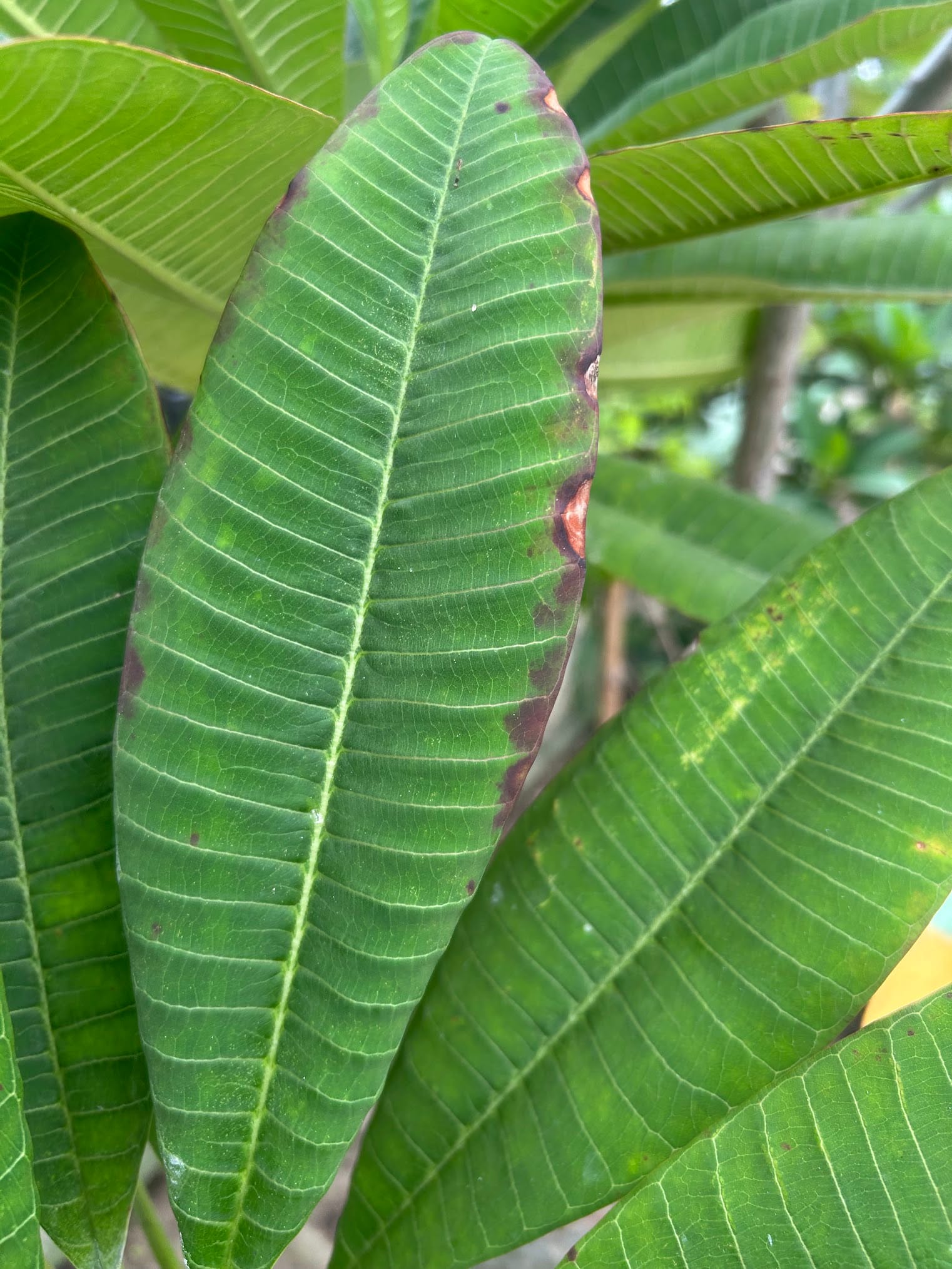Brown edges of Plumeria leaf