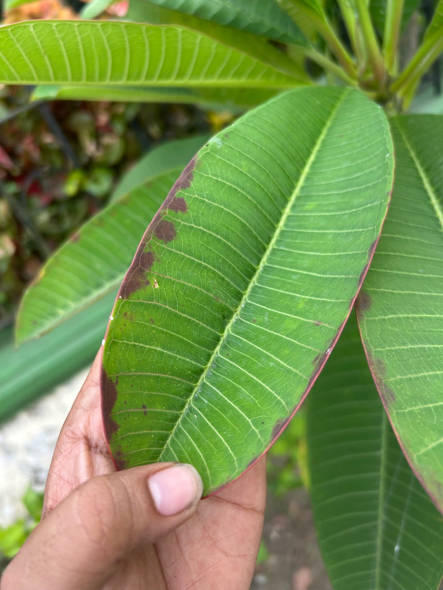 Brown patches on Plumeria leaf