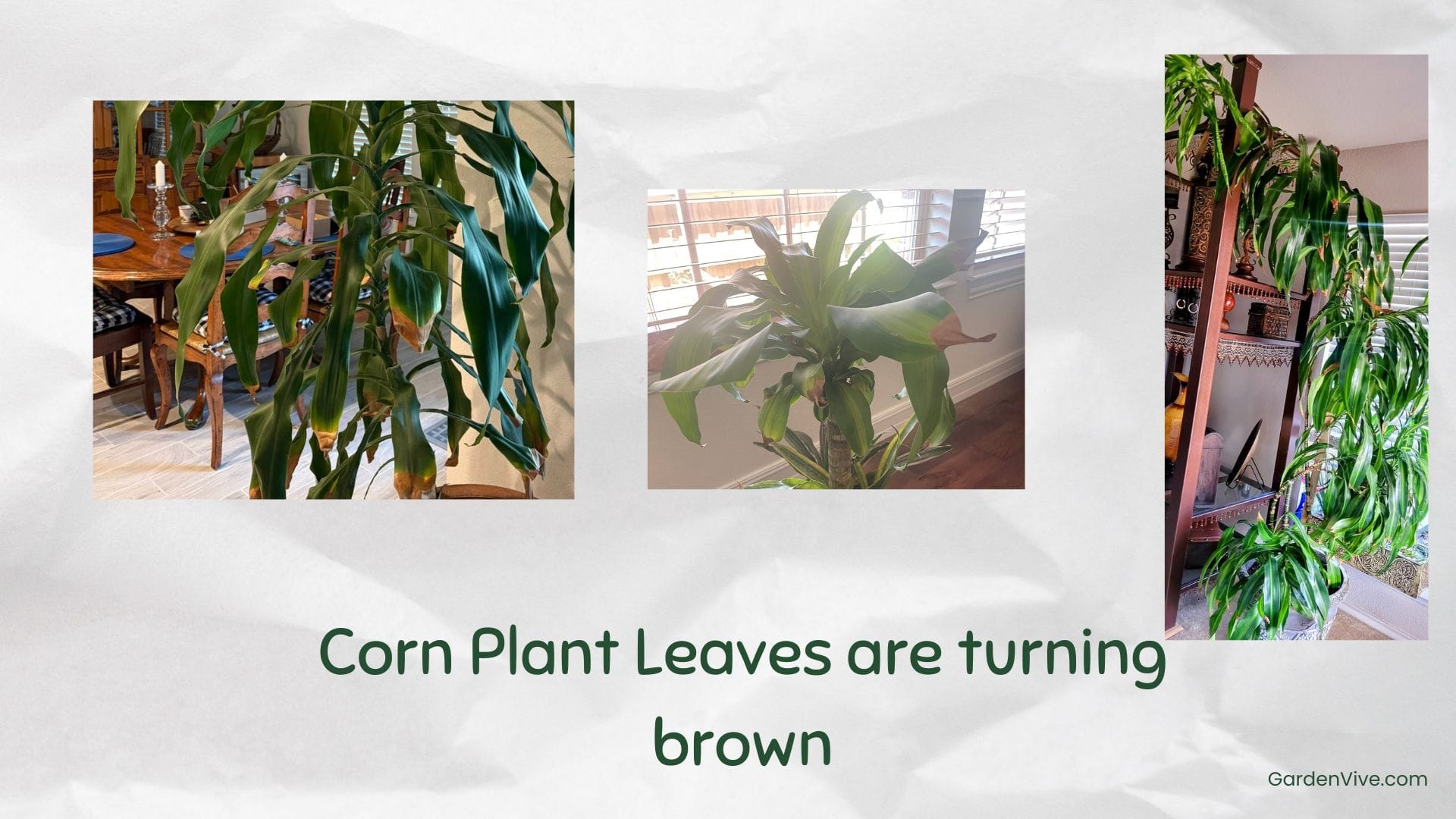 Corn plant leaves turning brown