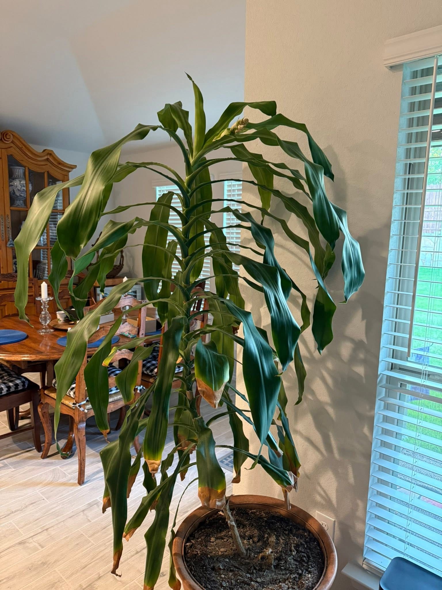 Corn plant leaf tips turning brown in winter