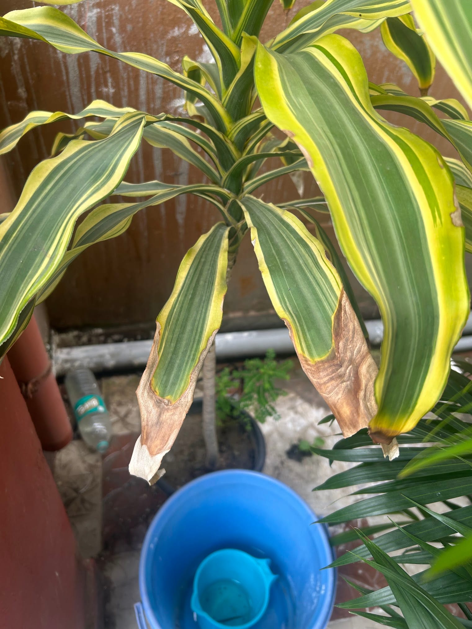 Corn plant leaf tips are turning brown due to heat and direct sunlight
