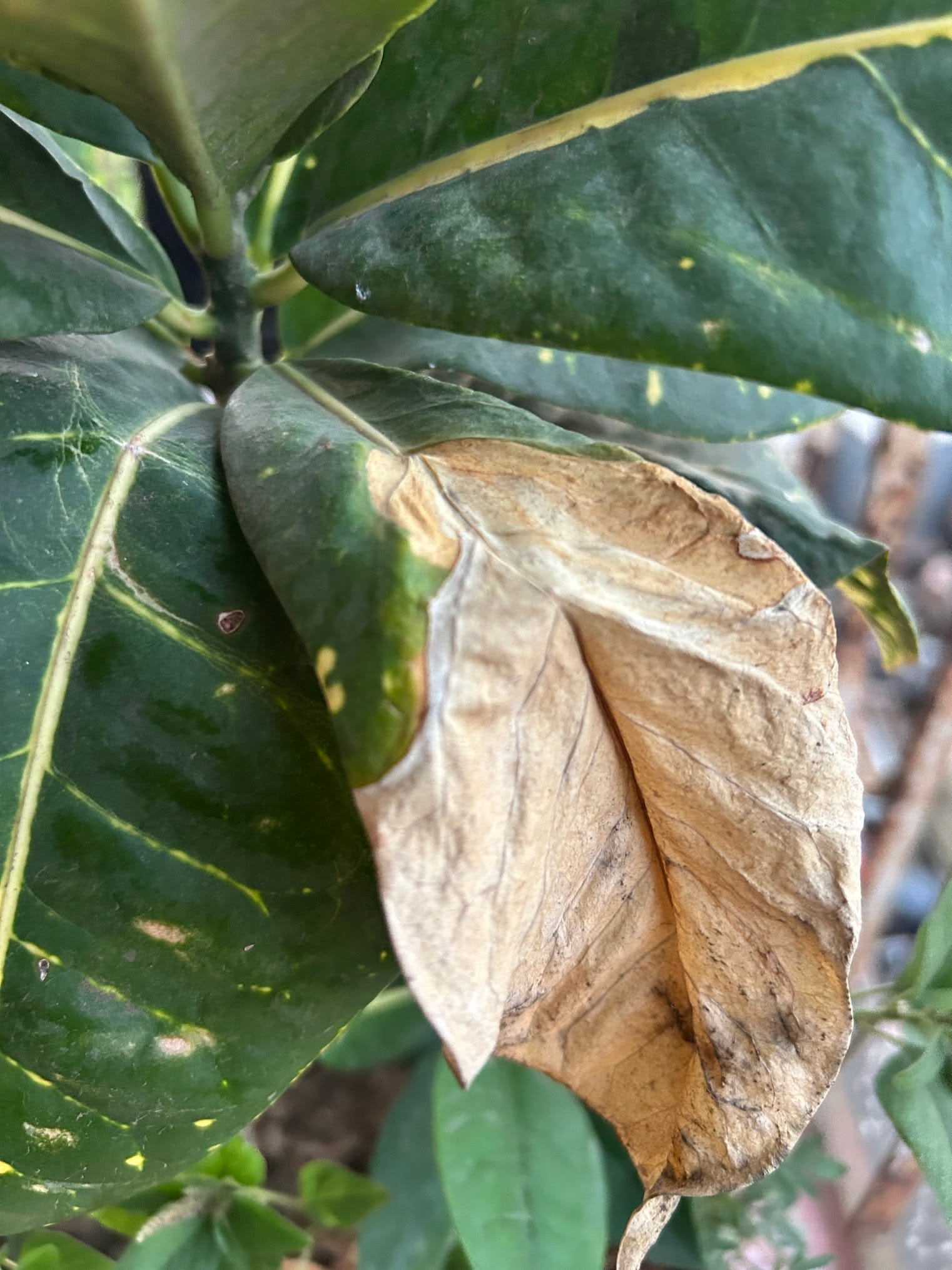 Croton leaf - underwatering
