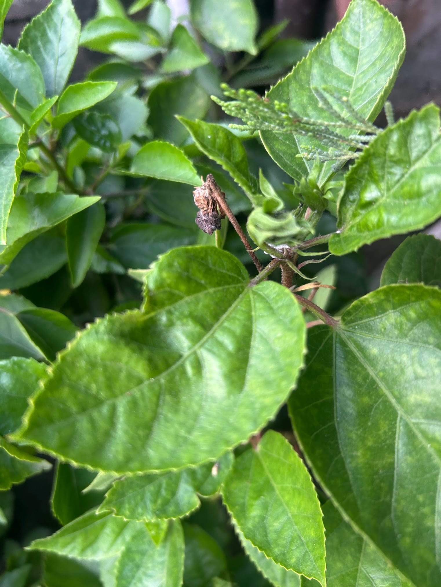 Curly leaves on hibiscus