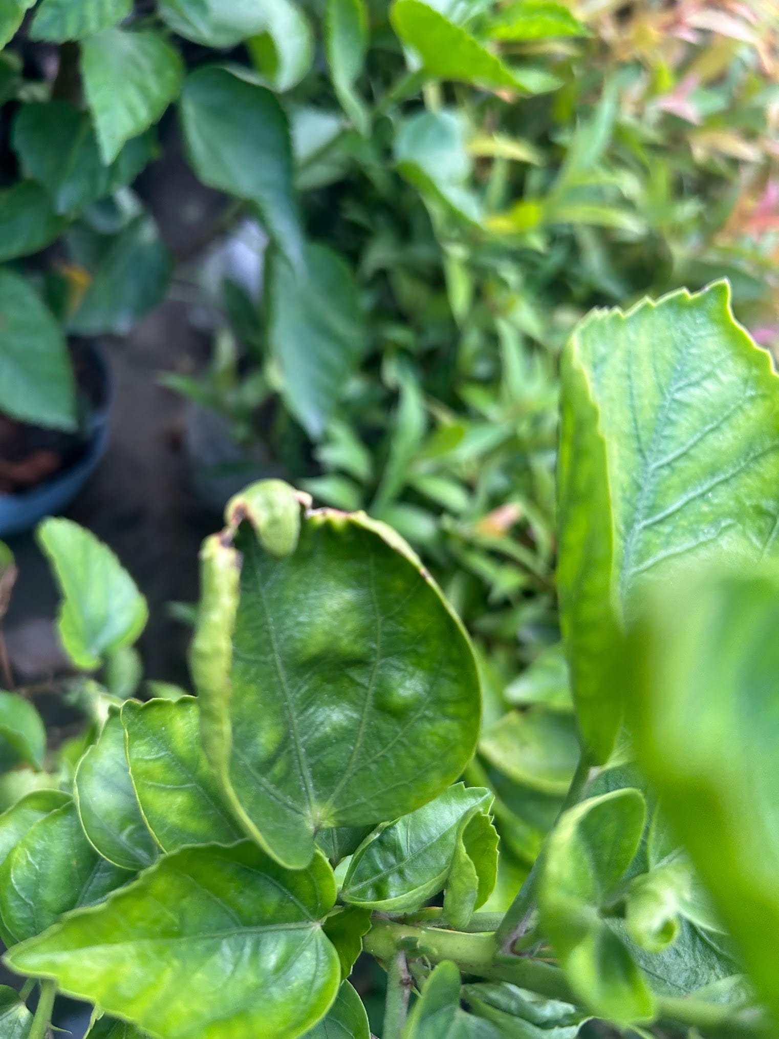 Curly leaves on hibiscus due to pest damage