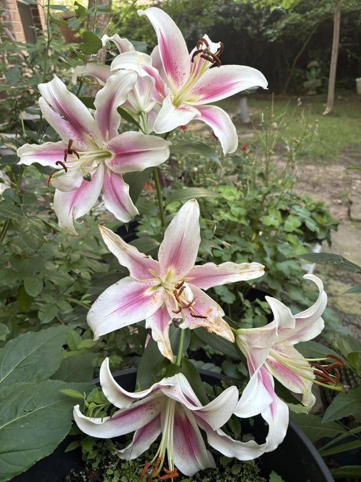 Day lily in Zone 8