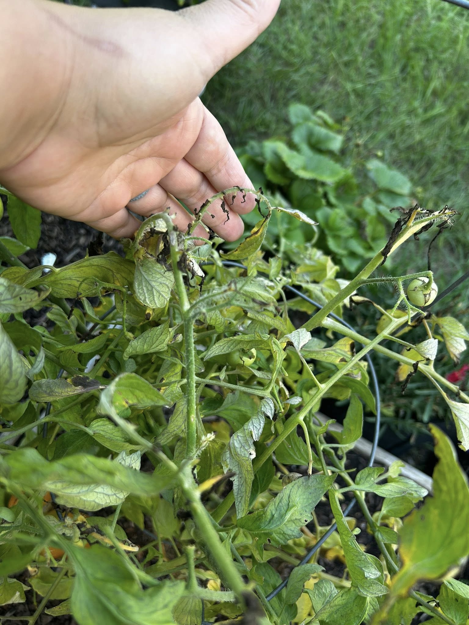 Tomato leaves curling and turning black (stem rot and leaf rot) due to rain