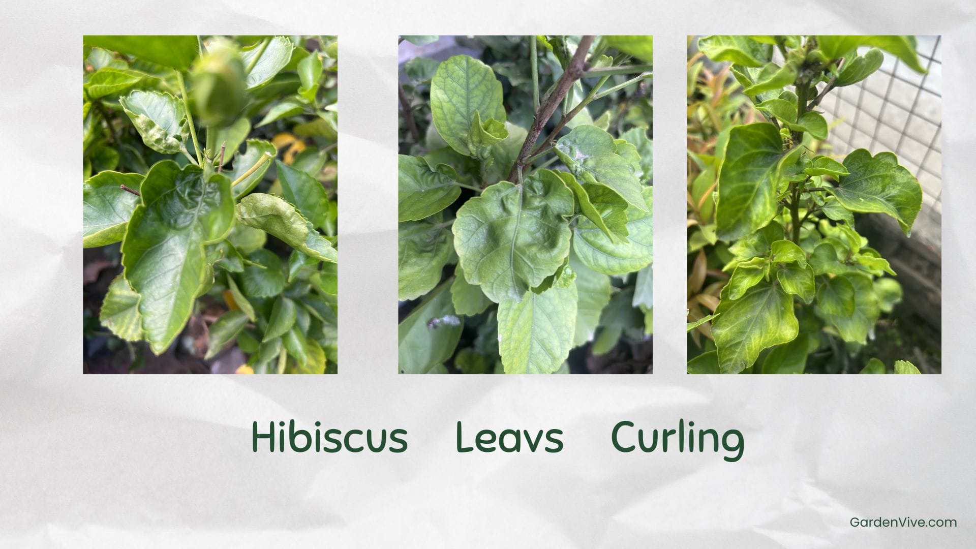 Hibiscus Leaves Curling
