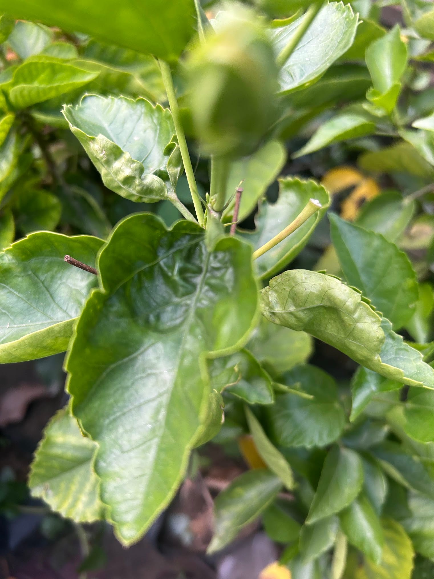 Leaf curling due to excessive nitrogen in the soil