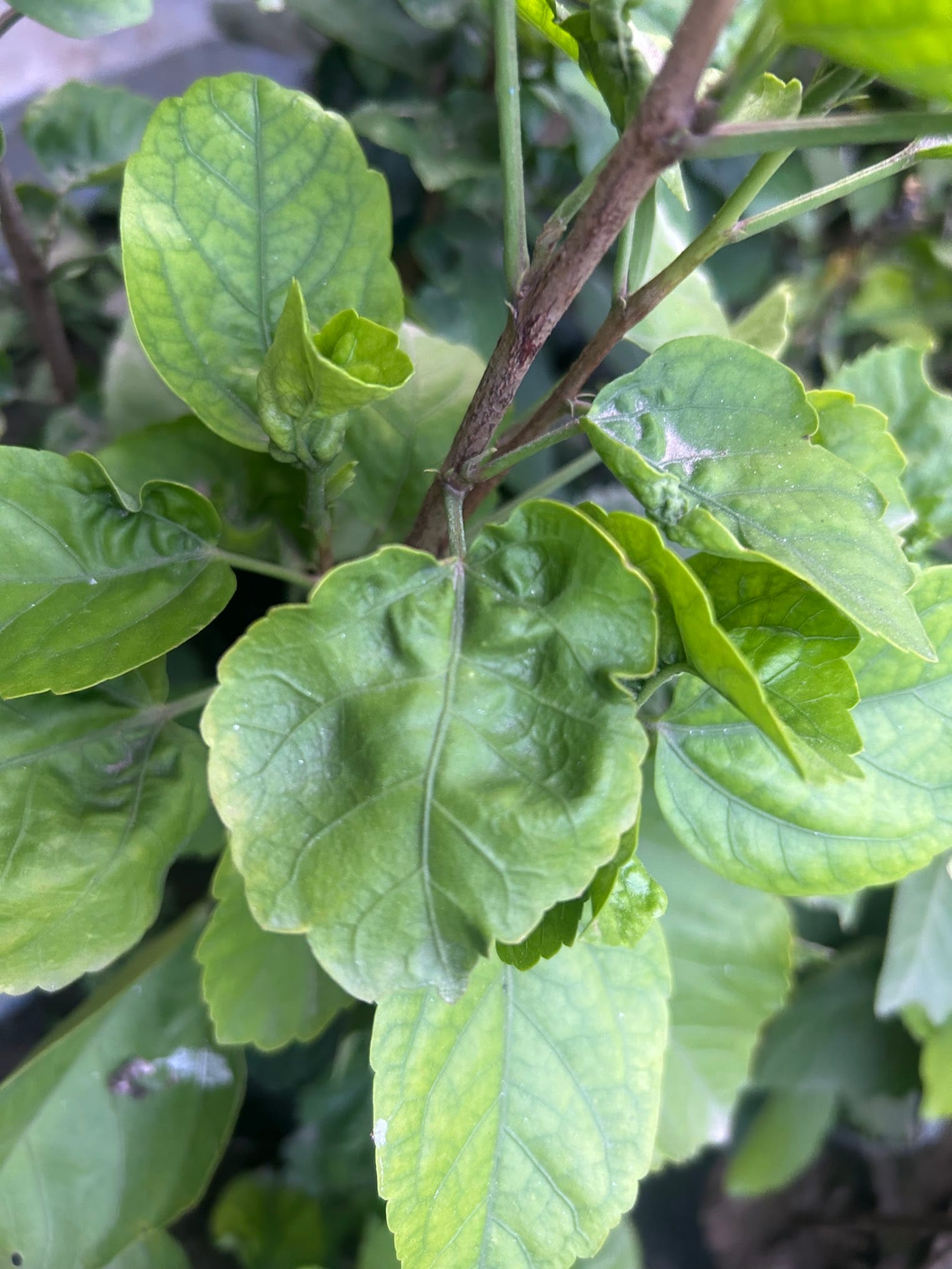 Hibiscus leaves curling due to heat