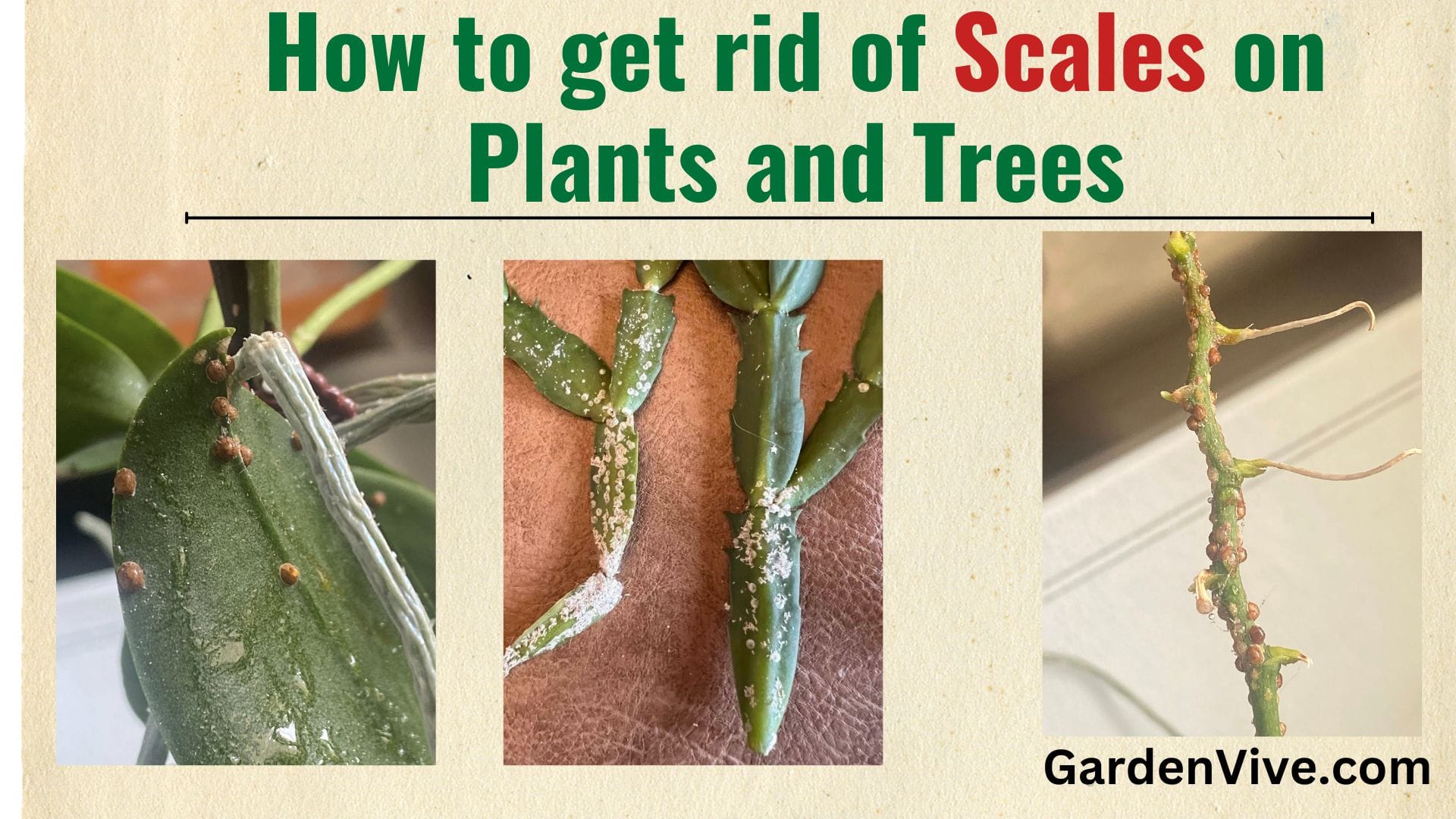 How to get rid of Scales on Plants and Trees