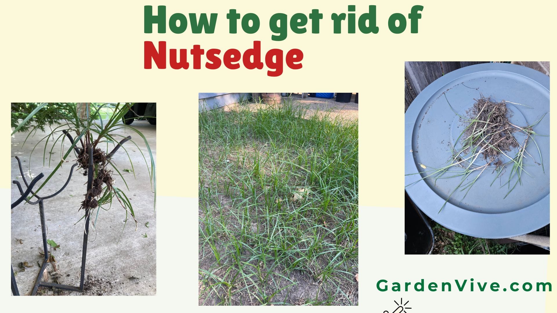 How to get rid of nutsedge