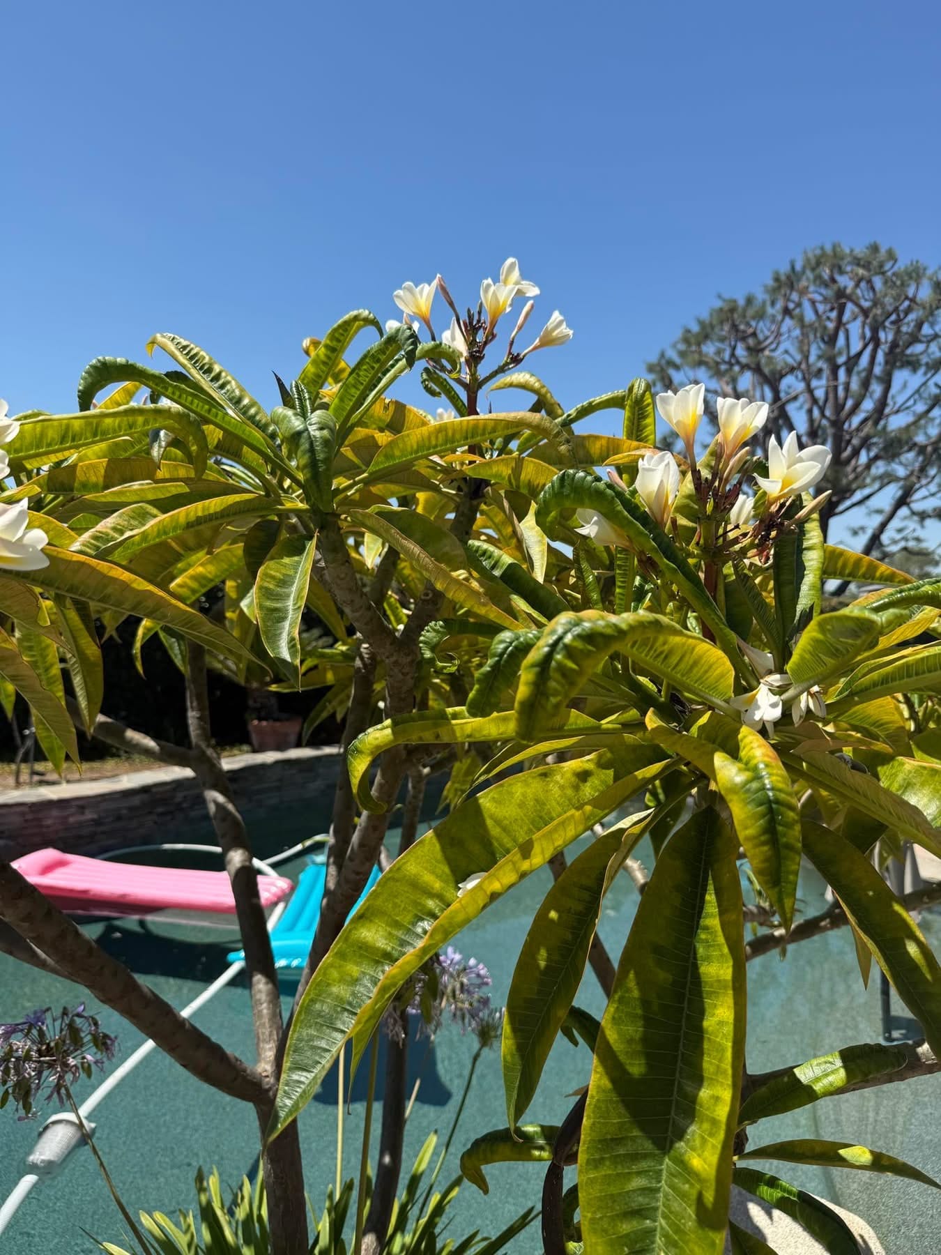 Plumeria leaves curling due to Leafhoppers