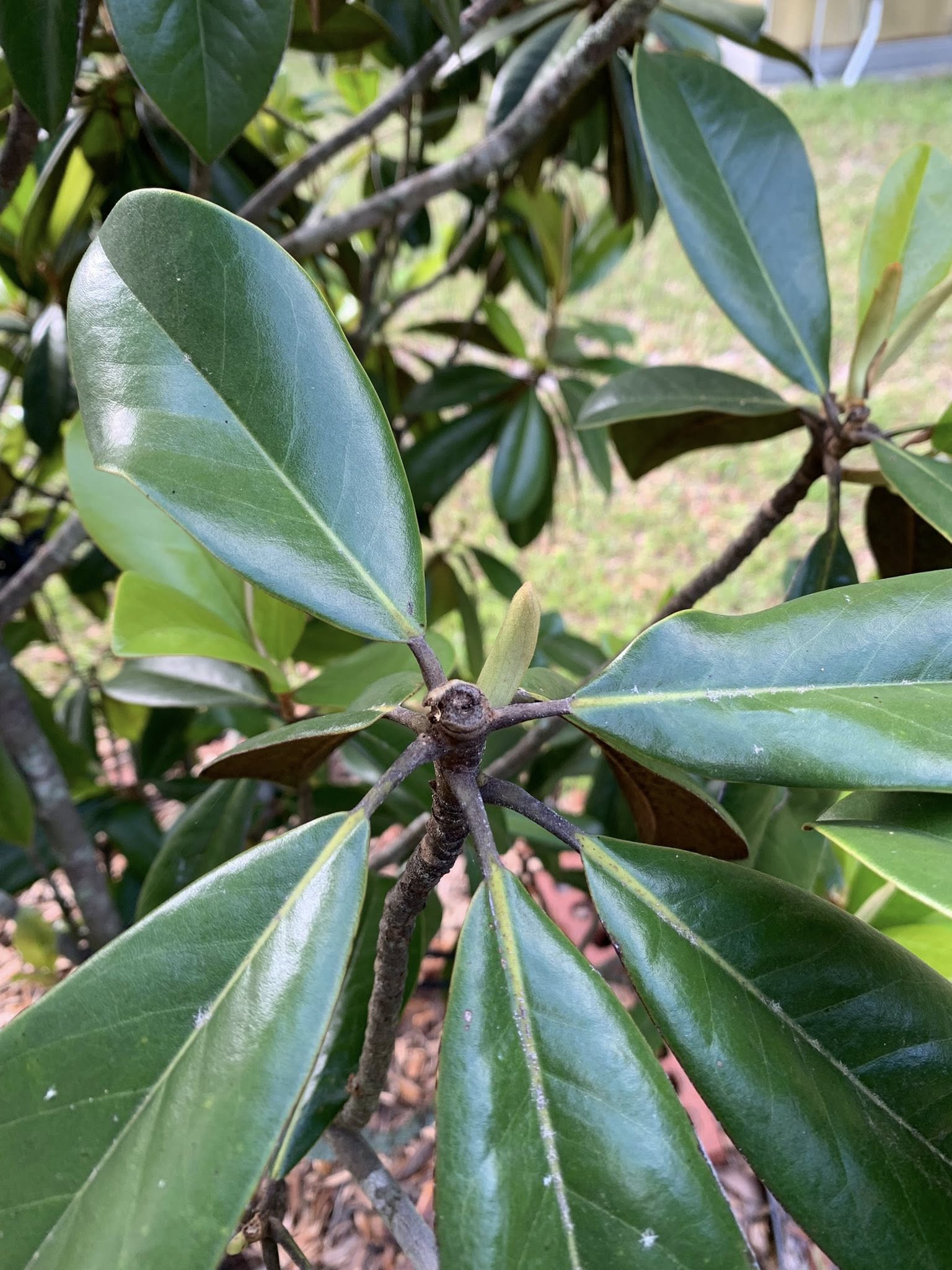 Magnolia not blooming