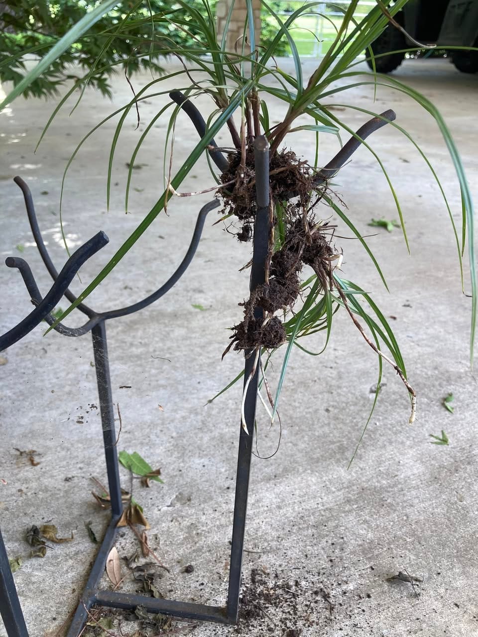 Nutsedge roots connected
