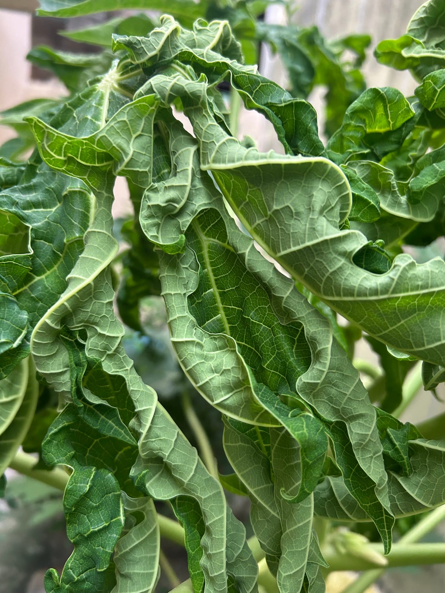 Papaya Leaf curl Virus