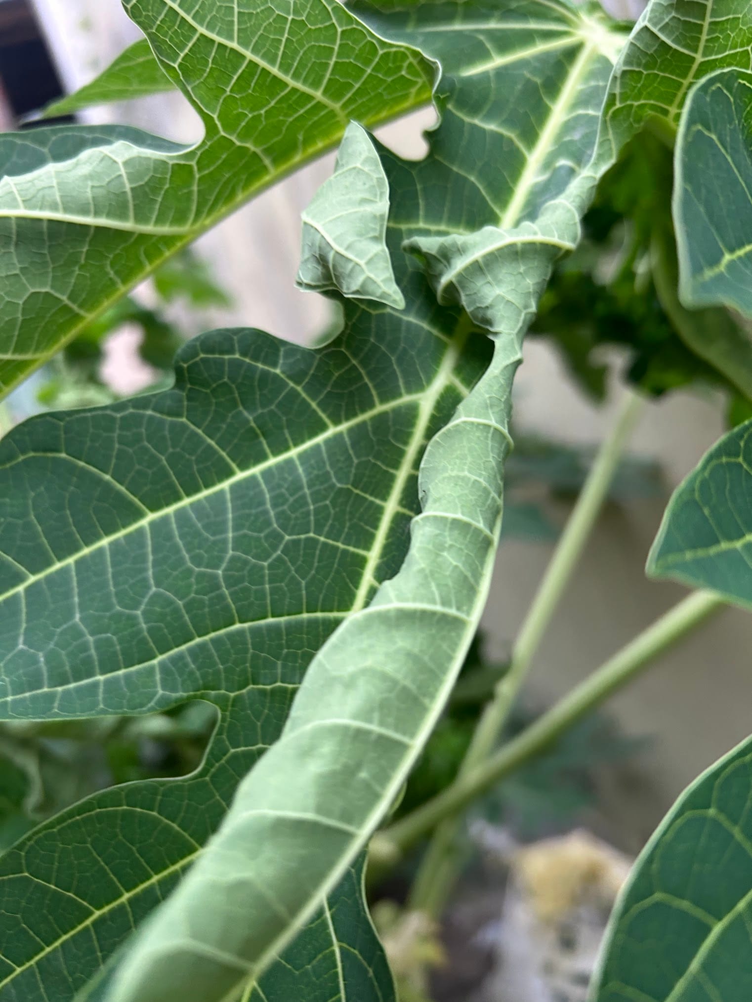 Papaya leaves curling due to underwatering