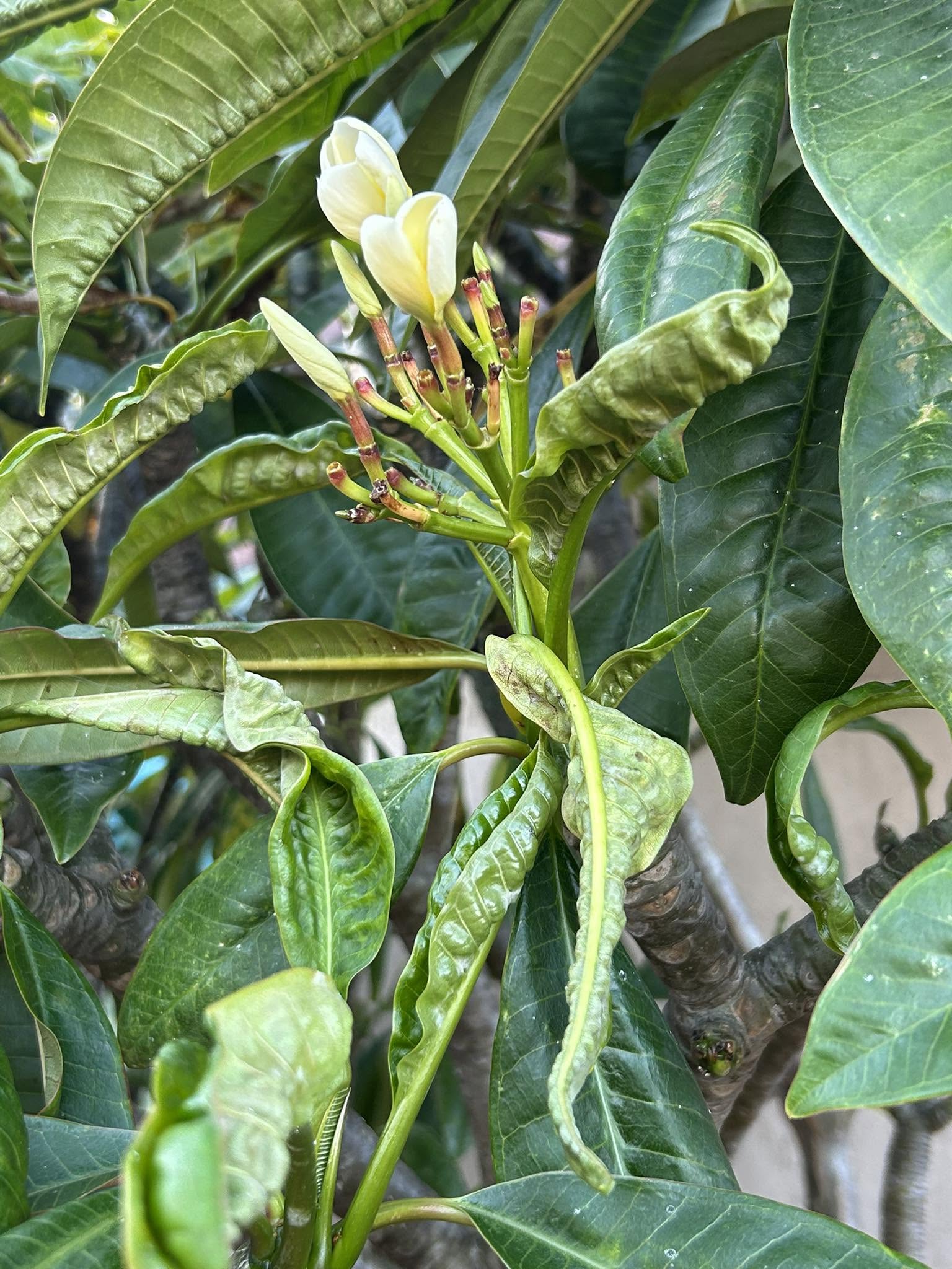 Thrips on Plumeria