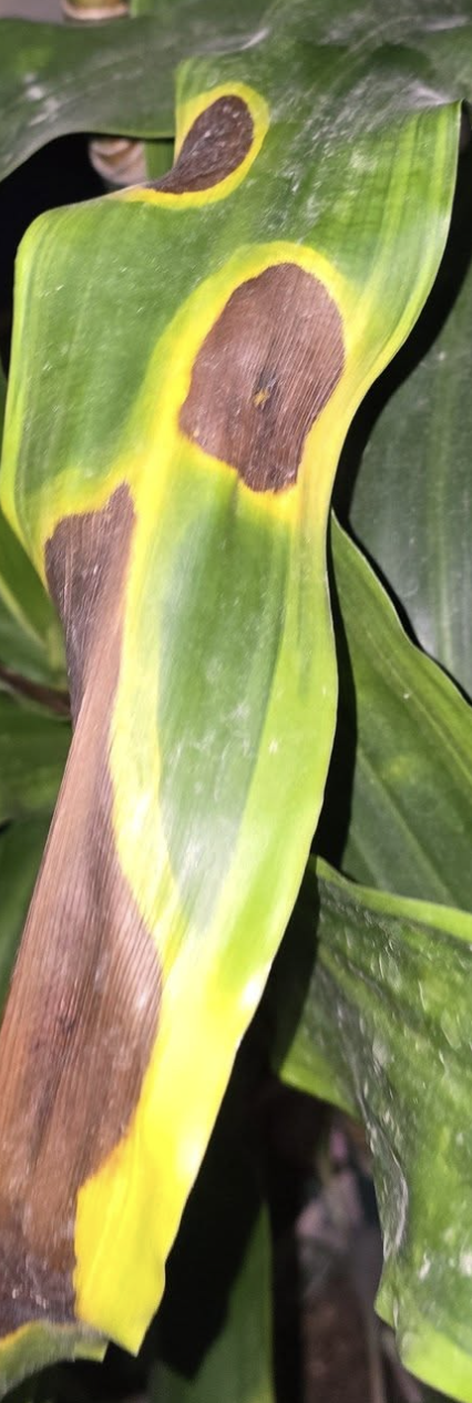 Brown spots on corn plant leaves due to overwatering
