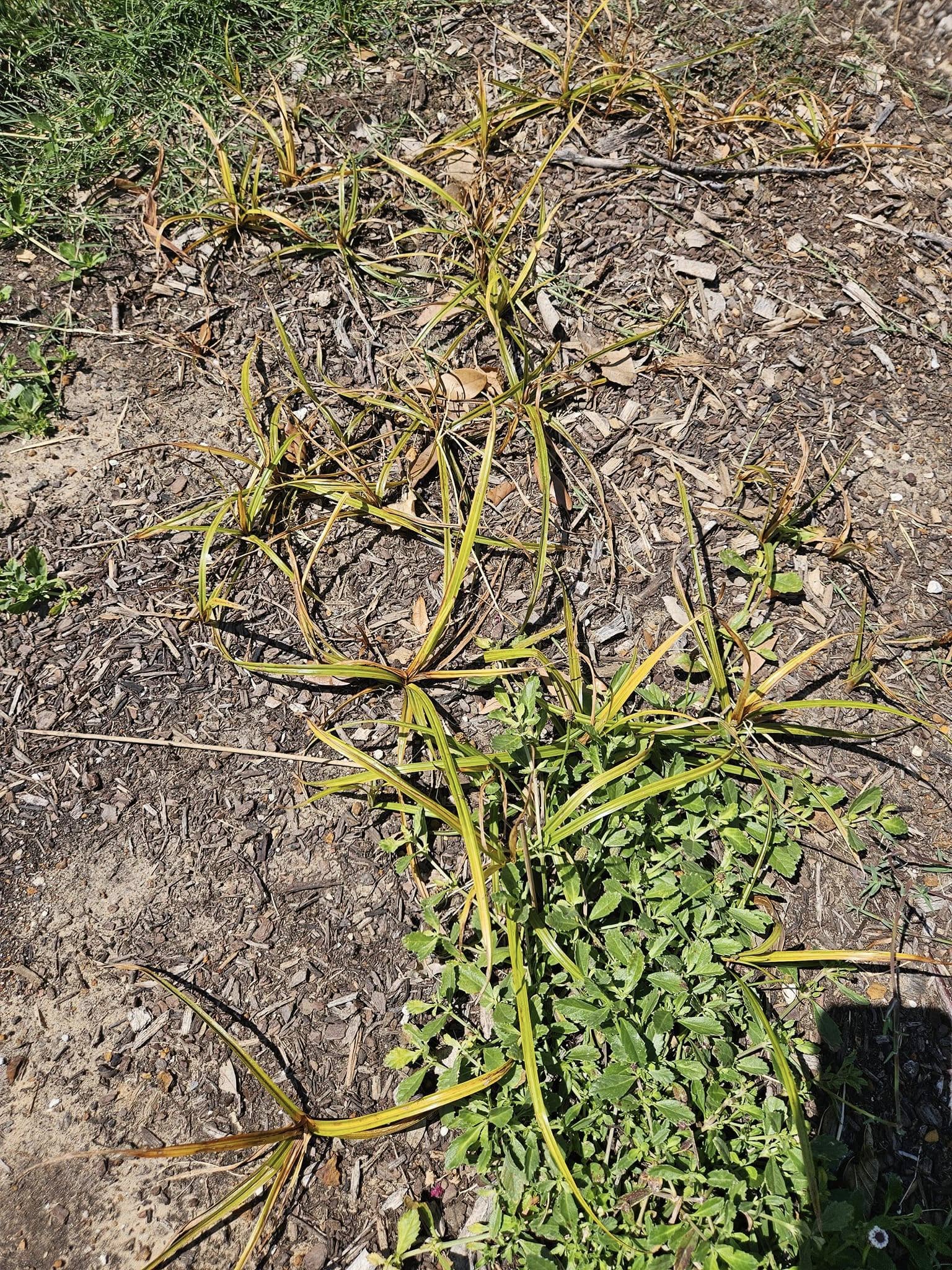 SedgeHammer on Nutsedge