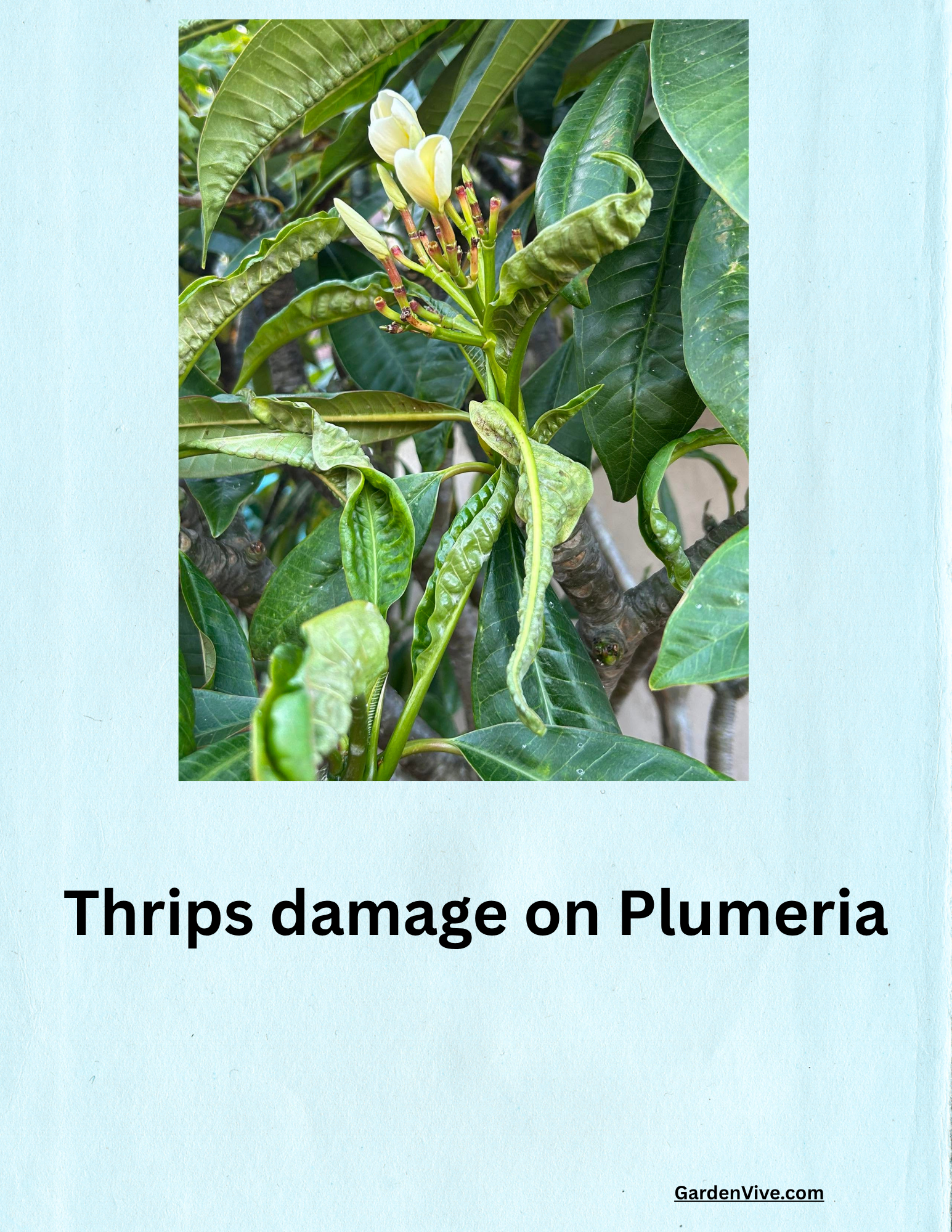 Plumeria leaf curling due to thrips